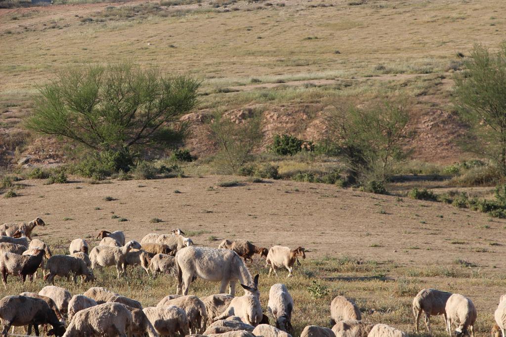 Desertb Daire Giv'ot Bar Dış mekan fotoğraf