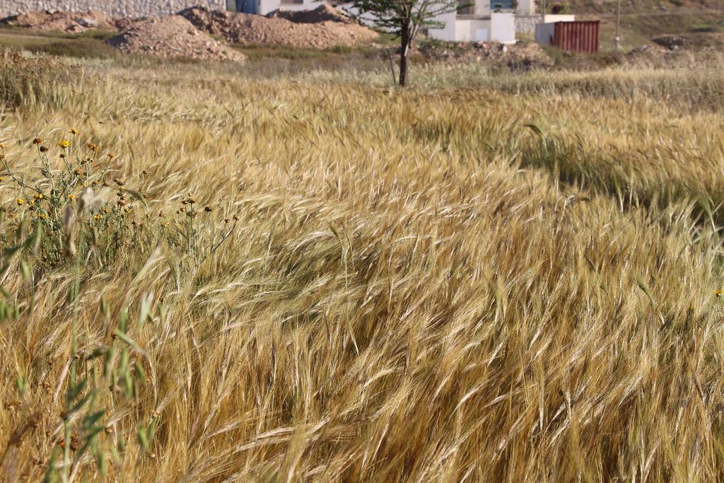 Desertb Daire Giv'ot Bar Dış mekan fotoğraf